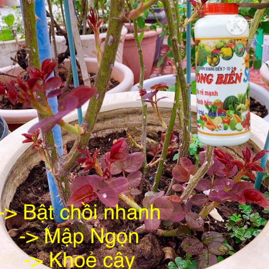 Phân bón rong biển đậm đặc  chuyên dùng hoa hồng Seaweed 102