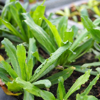 Hạt giống rau Mùi tàu (ngò gai)