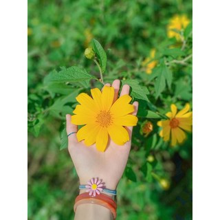 Hạt giống Hoa Dã Quỳ Vàng / Dã Quỳ Đỏ 💐
