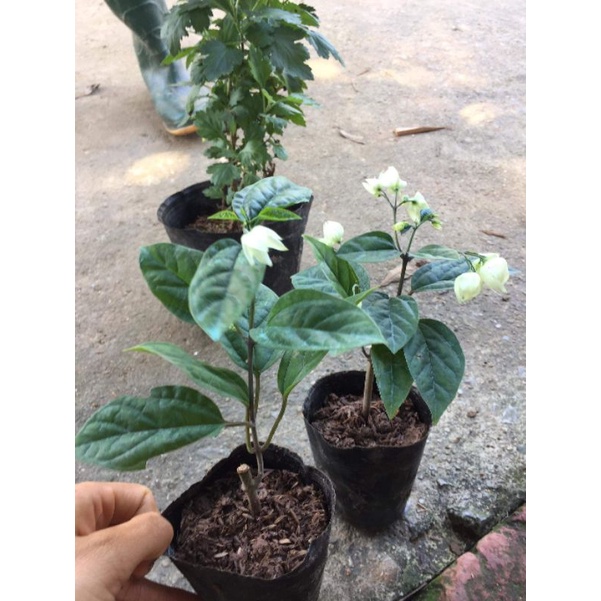 Cây giống hoa Ngọc nữ
