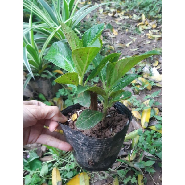 Cây cẩm tú cầu bầu như ảnh