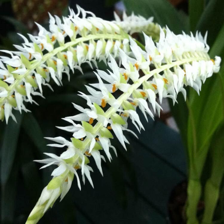 Hoa Lan đột biến móng rùa
