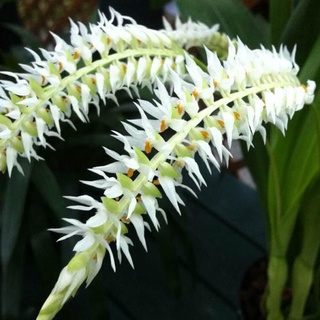 Hoa Lan đột biến móng rùa