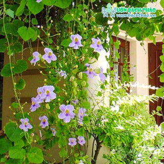 Cây cát đằng lá nhỏ leo giàn trồng sân vườn