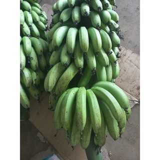 Giống Cây chuối lân đà lạt cấy mô (cho trái siêu sớm)