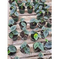 Cây Môn Rồng Xanh - Alocasia Dragon Scale - Cây nhỏ, thuần, khoẻ