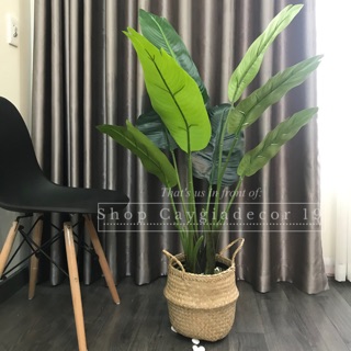 Chuối dẻ quạt 1m2 loại lá nhựa 9 lá