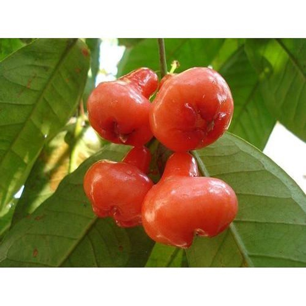 CÂY GIỐNG MẬN HOÀNG YẾN + Tặng  phân hữu cơ cao cấp