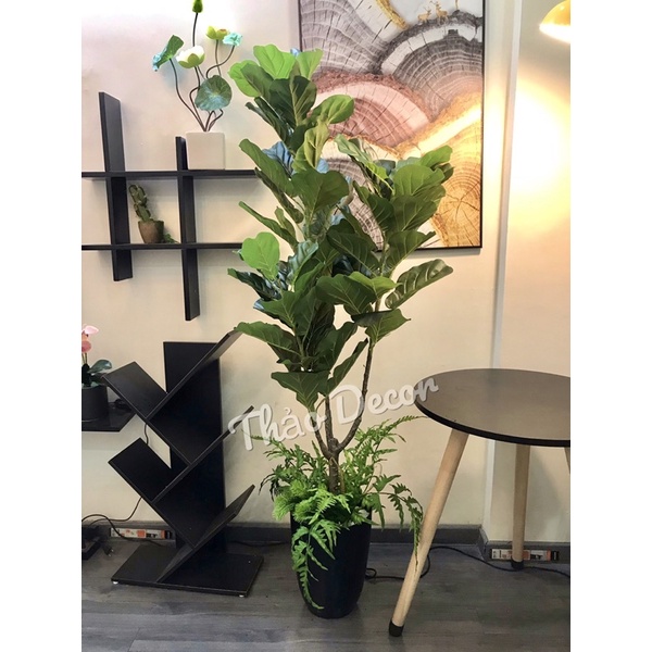 Cây bàng Sing 1m7 cả bộ như hình