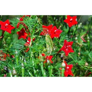 [GIÁ GỐC] Hạt giống Hoa Tóc Tiên dây leo - 10 hạt