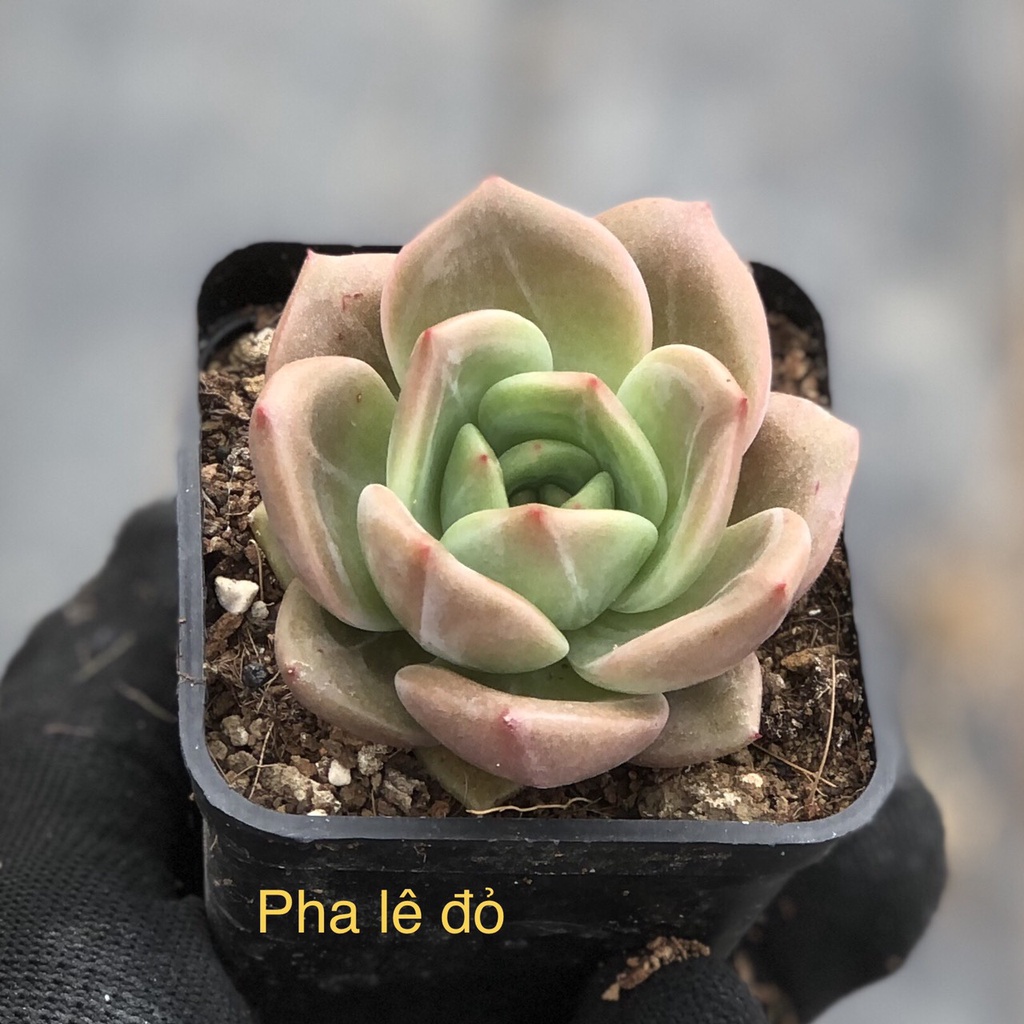 sen đá Pha Lê Đỏ - echeveria pink champagne