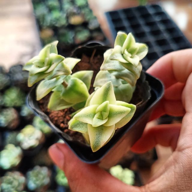 Sen đá Xiên Thịt Var