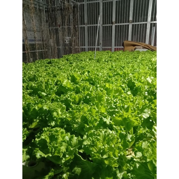 Bộ 2 chai dinh dinh dưỡng hydrolindo cho rau ăn lá và cây ăn quả