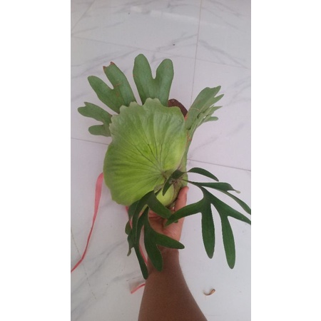 Cây ổ rồng