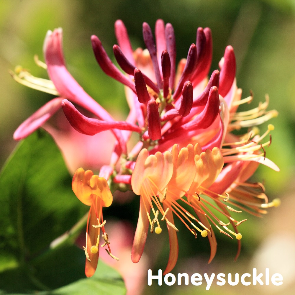 Tinh dầu Kim Ngân Hoa Honeysuckle Essential Oil