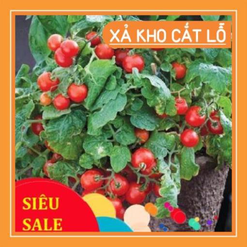 Hạt Giống Cà Chua Lùn Đỏ 30 Hạt