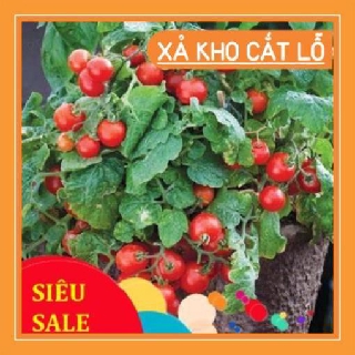 Hạt giống cà chua lùn đỏ 30 hạt