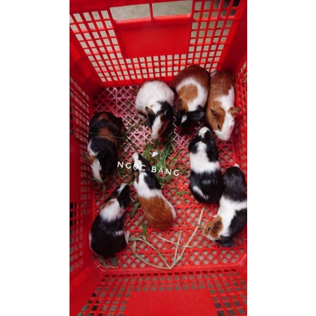 cặp bọ ú Việt xinh xắn size 2 tháng ship Bình Dương