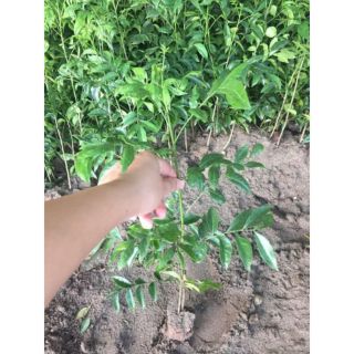 COMBO 2 CÂY MÓC MẬT LÀM GIA VỊ CỰC THƠM