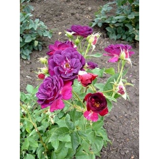 Hồng ngoại Midnight blue