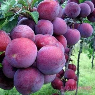 Cây giống mận hậu