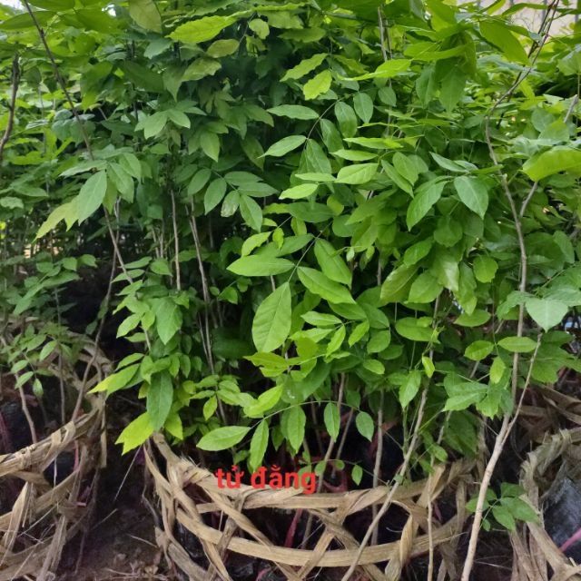 Hoa tử đằng thân gỗ