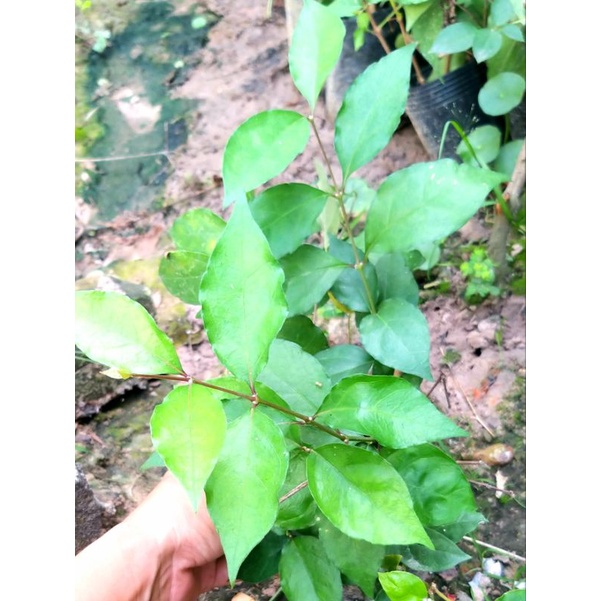 Cây cát đằng đứng.