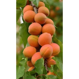 2 Cây Mận Vàng Giống