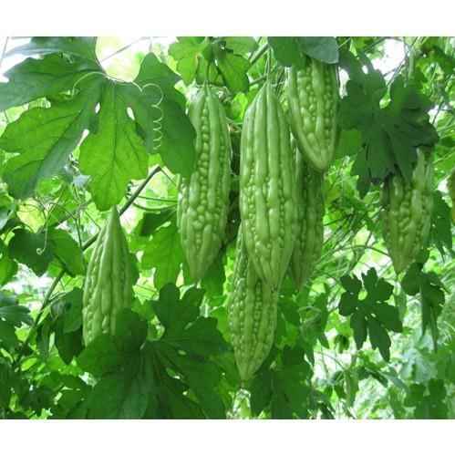 Hạt Giống Quả Mướp Đắng - 20 hạt