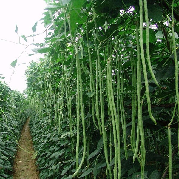 Hạt giống đậu đũa ngọt - rau củ quả trồng chậu, sân vườn ban công ngon giòn ngọt nảy mầm cao 20g RADO757