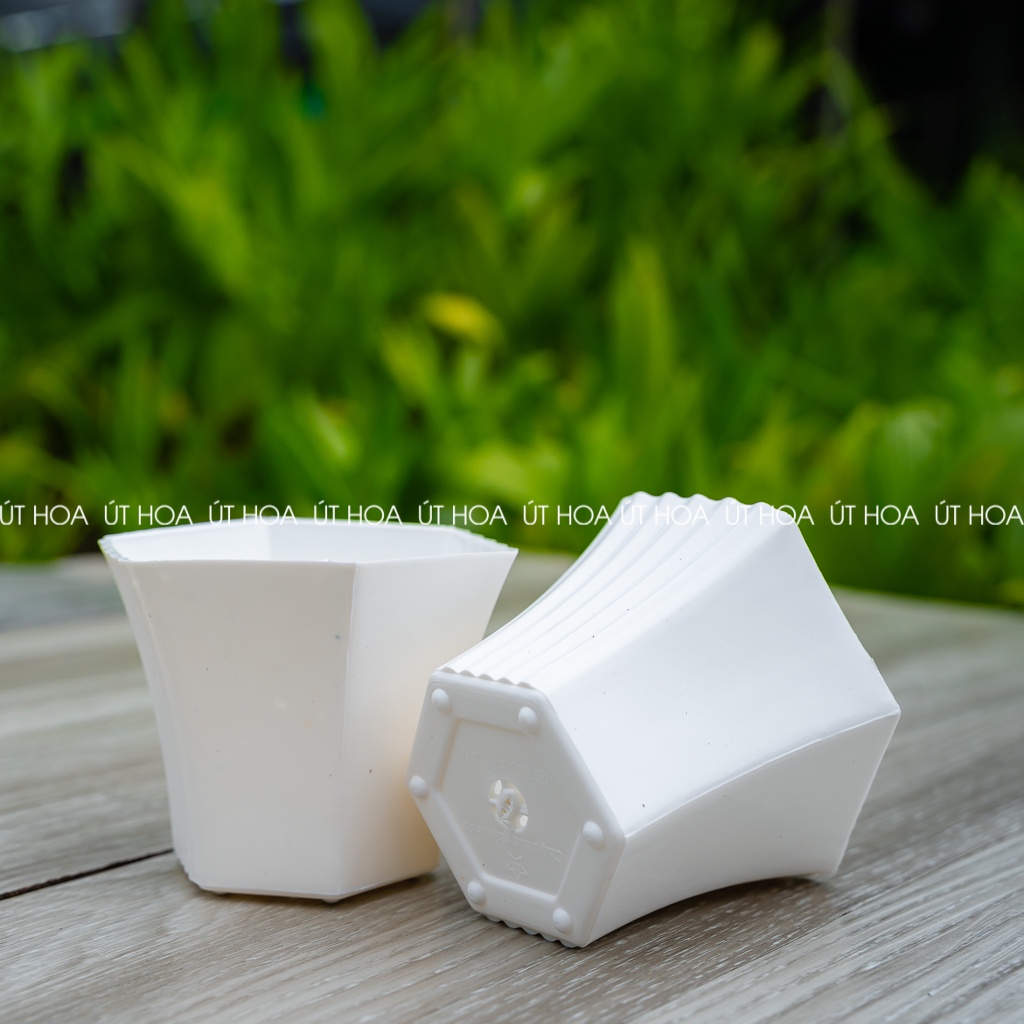 Chậu trồng sen đá, hoa kiểng Lục giác nhỏ siêu xinh