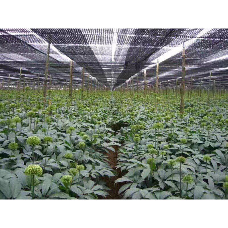 (FREESHIP - 1KG) NỤ HOA TAM THẤT BAO TỬ TỐT CHO SỨC KHỎE | BigBuy360 - bigbuy360.vn