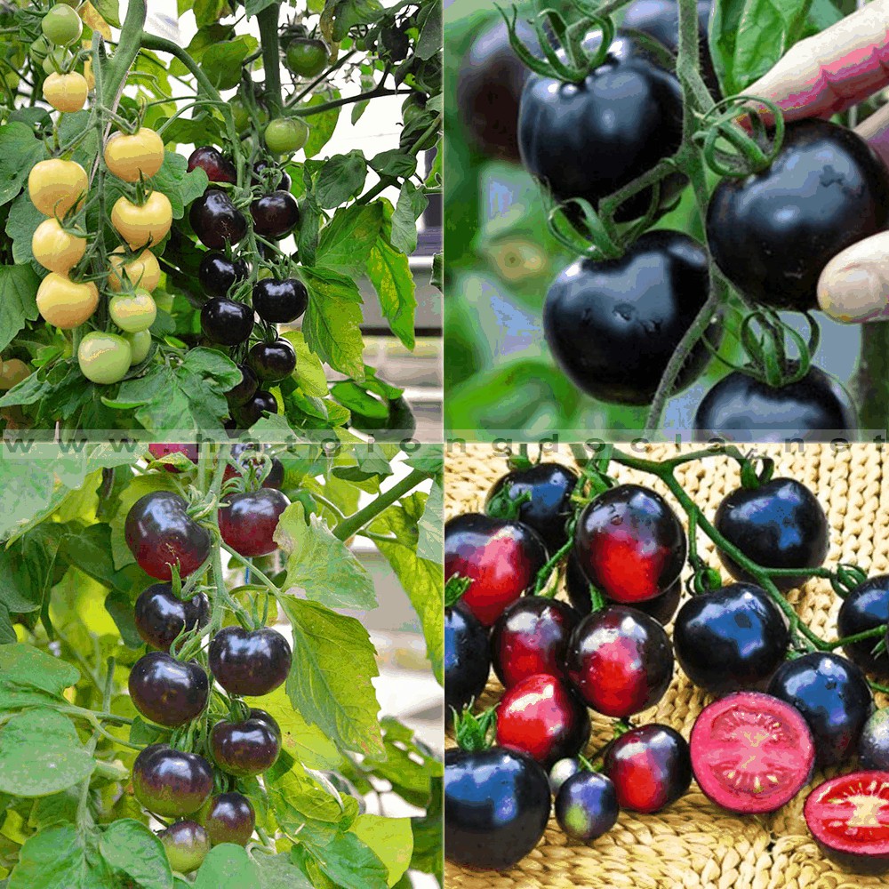 Hạt giống cà chua bi đen