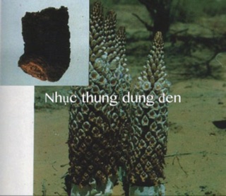 100g Nhục Thung Dung ( Khô )