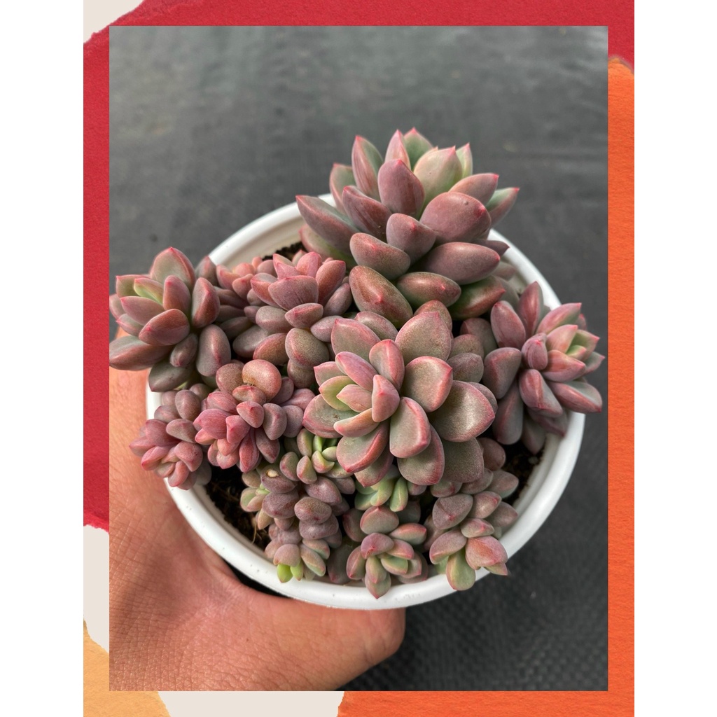Sen đá aurora gem Đà Lạt size trung bình cây cảnh trang trí nhà cửa Toro garden