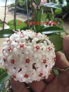 COMBO 10 LOẠI HOA CẨM CÙ