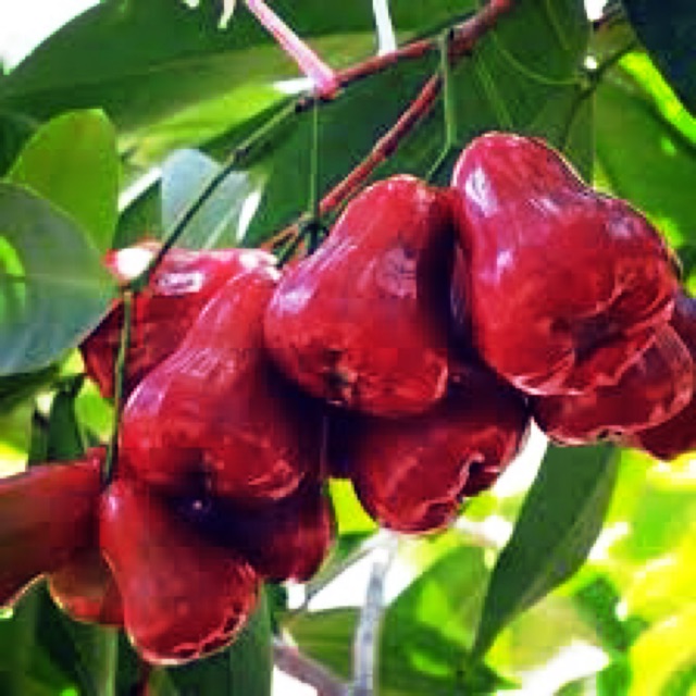 Cây roi đỏ Thái Lan không hạt - roi đỏ An Phước cây ghép mắt nhanh cho quả