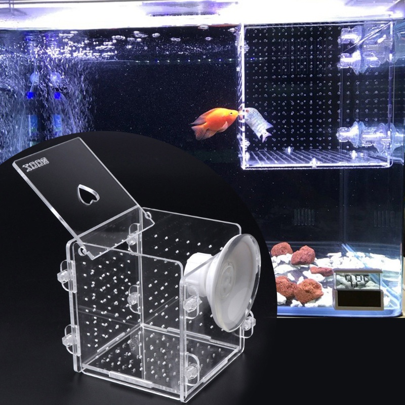 Hộp Nuôi Cá Bằng Acrylic Trong Suốt Có Cốc Hút Cho Trẻ Sơ Sinh