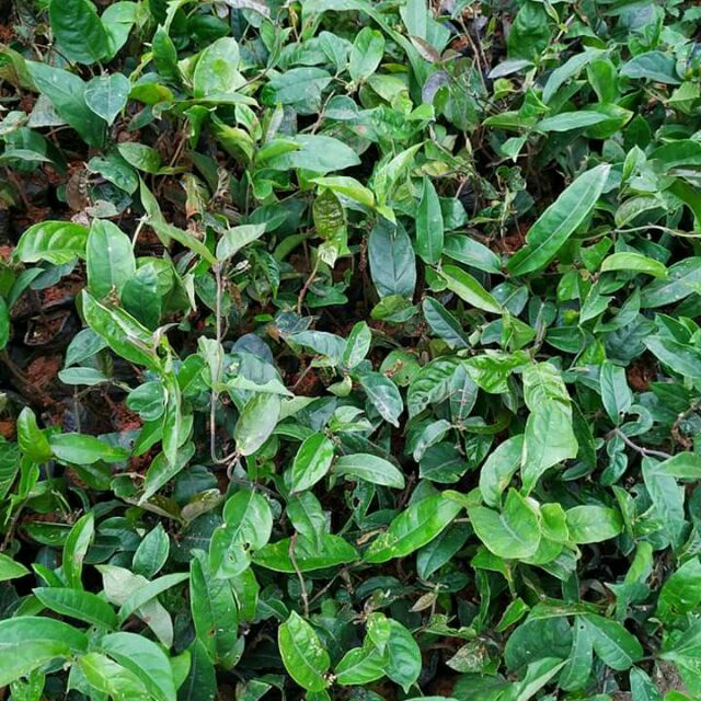 Combo 3 cây giống ba kích
