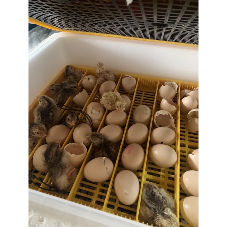 Máy ấp trứng ánh dương P100+ khay đảo lăn 60 trứng