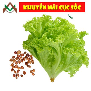 10gr HẠT GIỐNG RAU XÀ LÁCH DÚN VÀNG