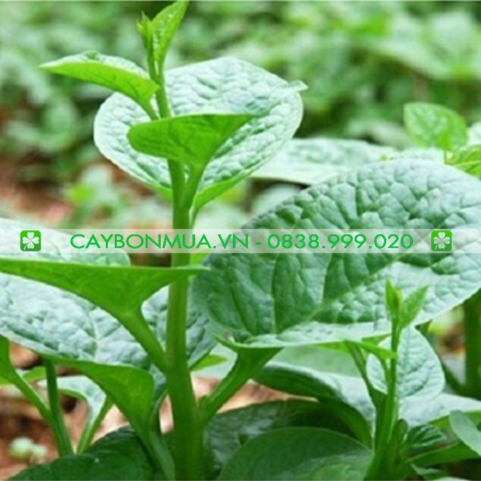 Hạt Giống Mồng Tơi Lá To Gói 15g - [&gt;96% Nảy Mầm]