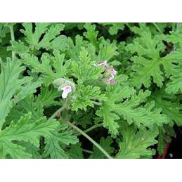 Chậu phong lữ hoa hồng có hương thơm đuổi muỗi hiệu quả - Rose scented Geraniums