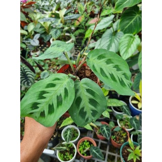 cây đuôi công Maranta leuconeura