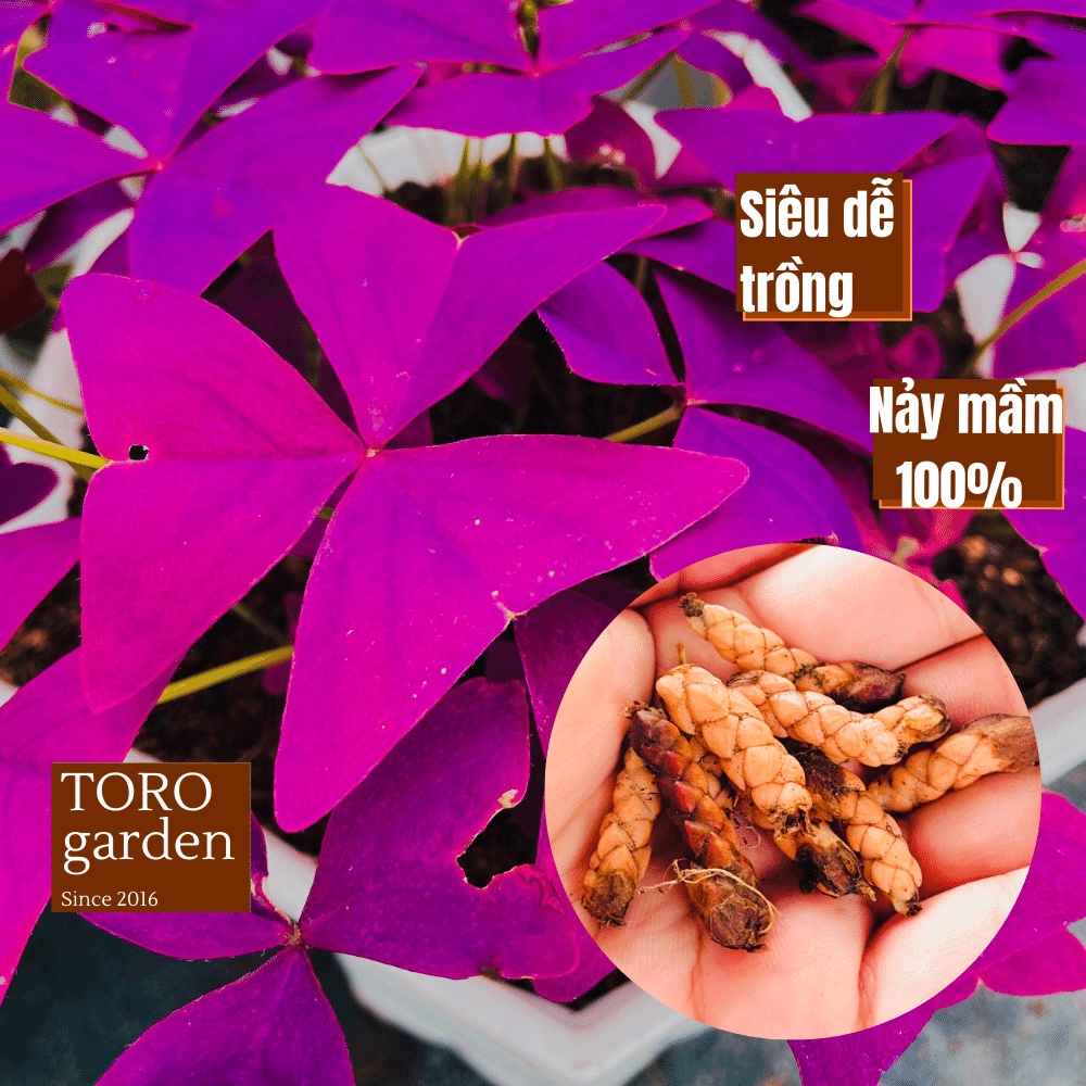 Củ cây bướm đêm (3 củ) Đà Lạt size mini cây cảnh trang trí nhà cửa Toro garden