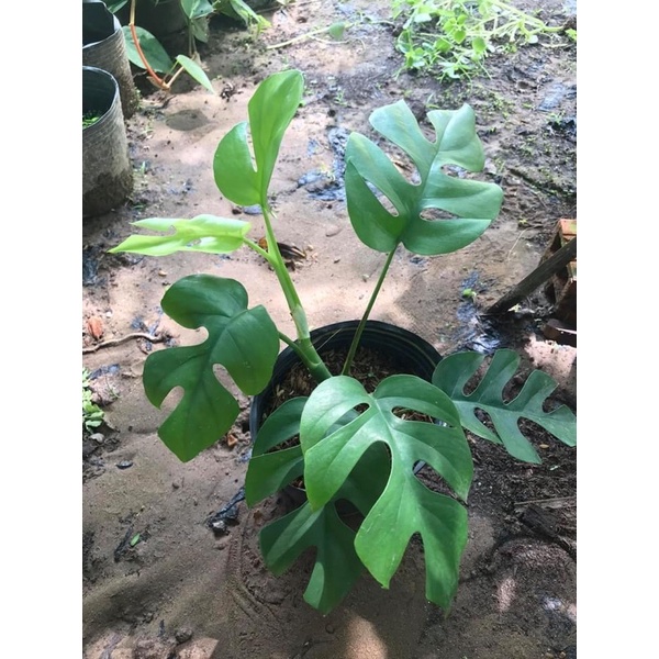 Monstera mini