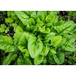 [Chính hãng] Hạt Giống Rau Cải Bó Xôi - Rau Chân Vịt - Gói 20gr