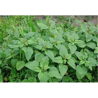 Hạt giống rau dền cơm 10gr dễ trồng, dinh dưỡng cao