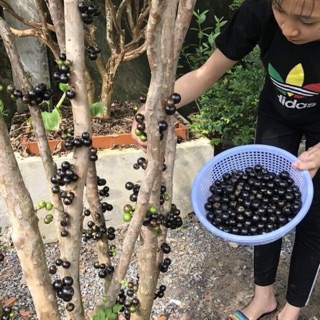 Cây giống nho thân gỗ tứ quý