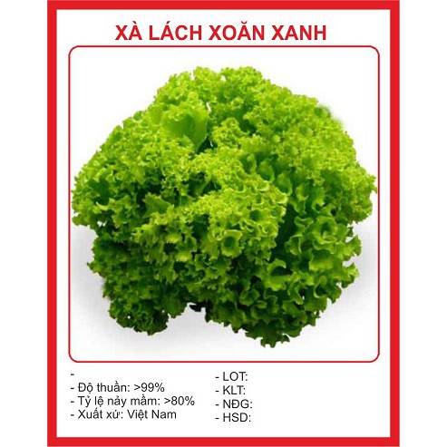 Bộ 5 gói hạt giống rau xà lách các loại ( xoăn tím + xoăn xanh + đăm + chịu nhiệt + cuộc tím )